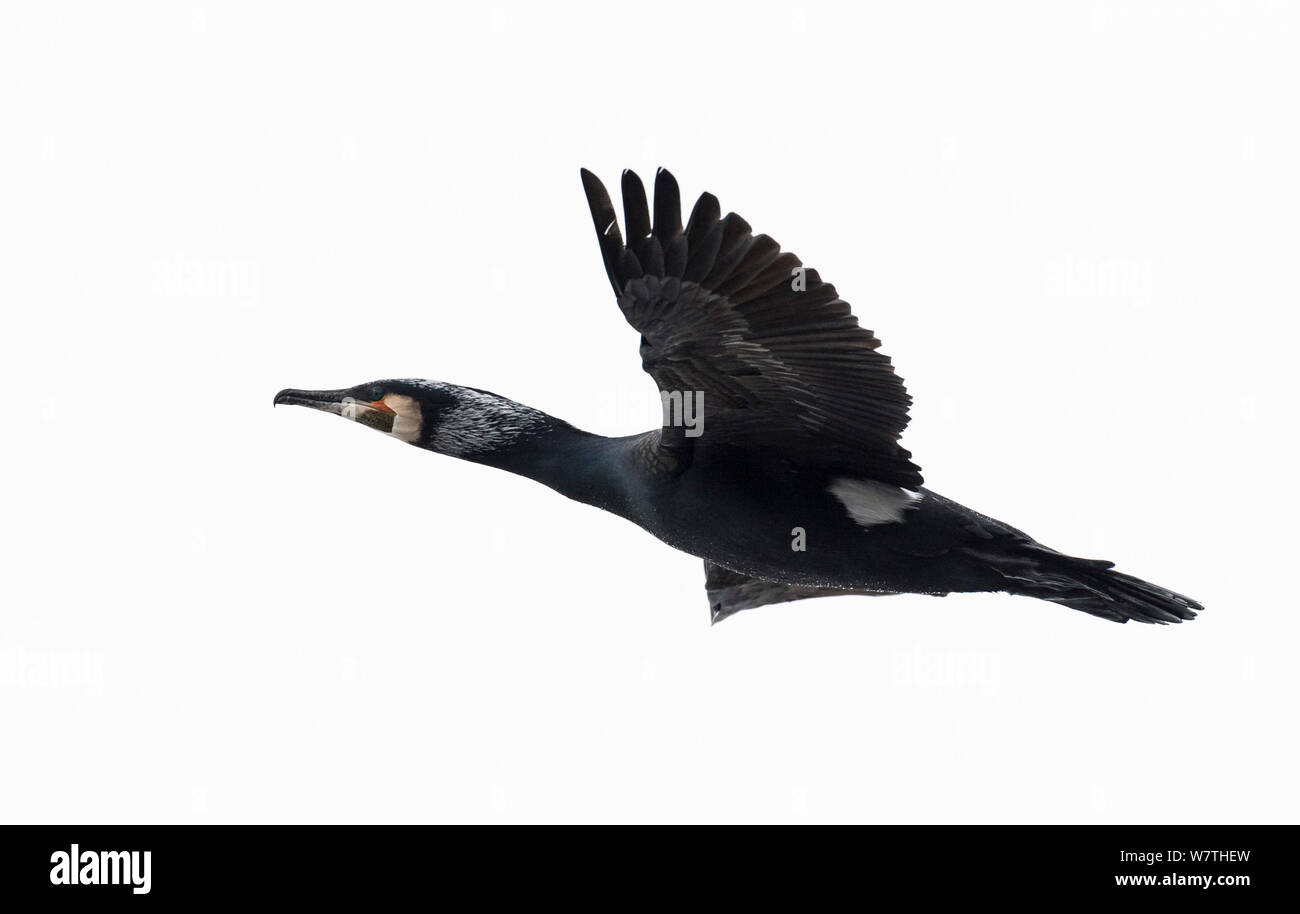 Great Cormorant (Phalacrocorax carbo) in flight, southern Finland, April. Stock Photo
