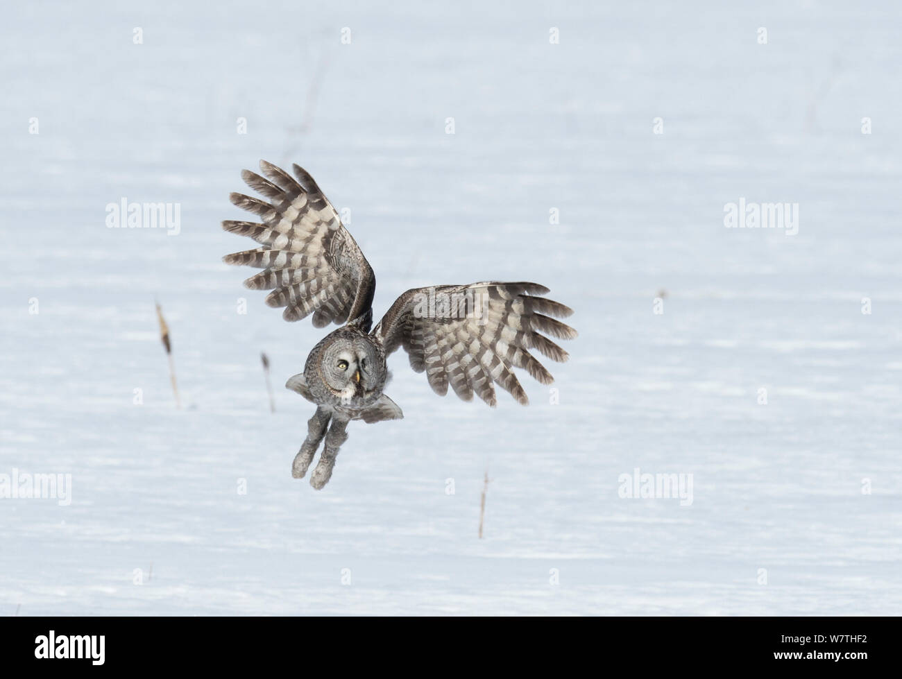 Great Grey Owl (Strix nebulosa) hunting, southern Finland, April. Stock Photo