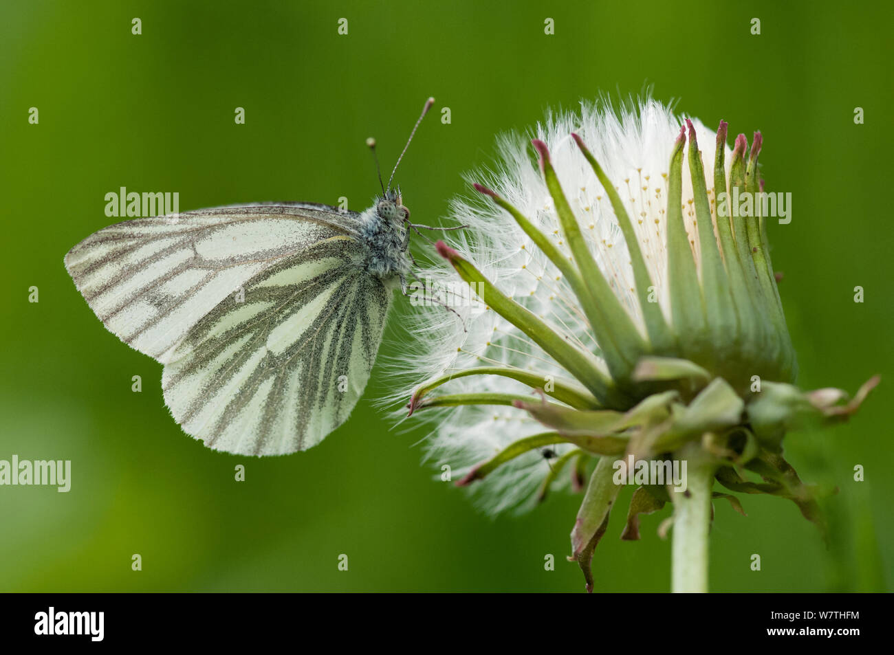 Green-veined White butterfly (Pieris napi) female on seed head, Finland, June. Stock Photo