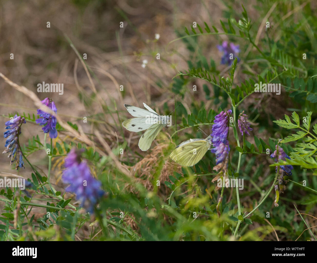 Green-veined White butterfly (Pieris napi) male approaching female, Finland, July. Stock Photo