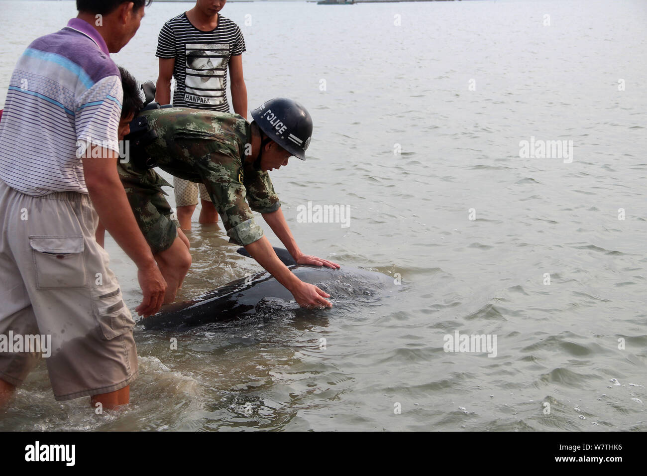 A dolphin stranded on a beach tries to swim back into the sea with the help of a Chinese police officer in Beihai city, south China's Guangxi Zhuang A Stock Photo