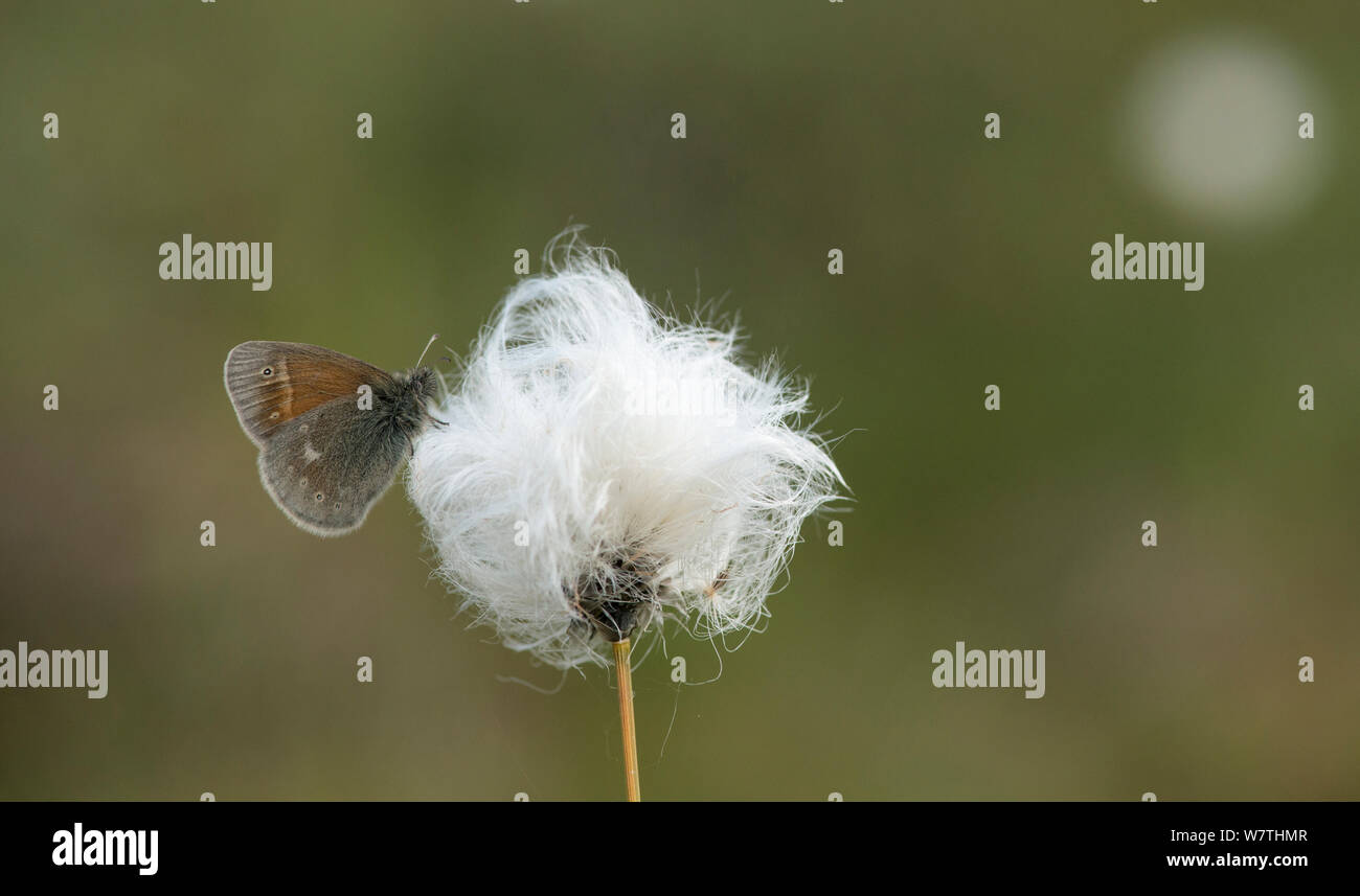 Large Heath butterfly (Coenonympha tullia) on cotton grass, central Finland, June. Stock Photo