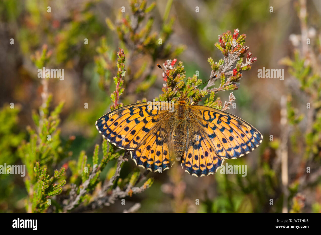 Lesser Marbled Fritillary butterfly (Brenthis ino) newly emerged female, Finland, July. Stock Photo