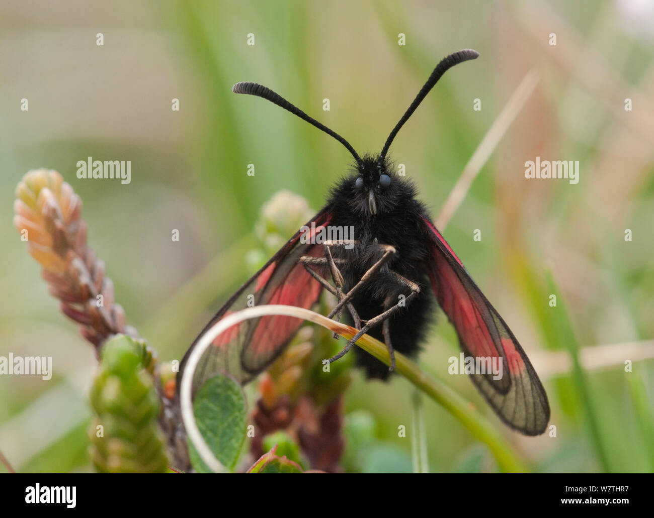 Mountain Burnet moth (Zygaena exulans) portrait, Lapland, Finland, July. Stock Photo