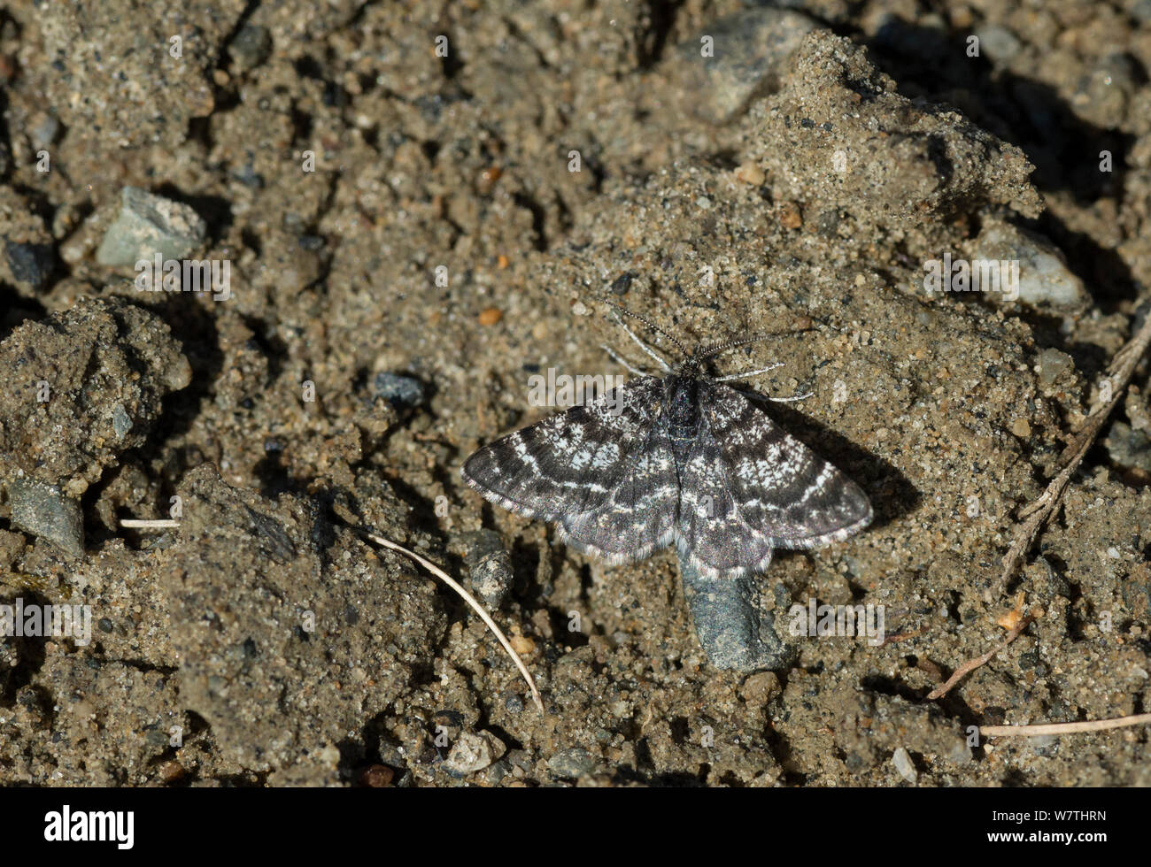 Netted Mountain Moth (Macaria carbonaria) male, Lapland, Finland, July. Stock Photo