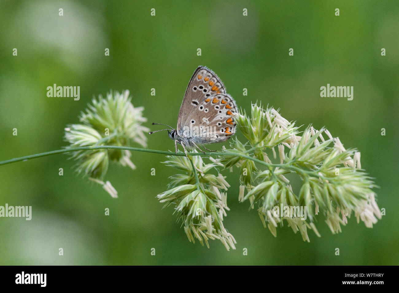 Northern Brown Argus butterfly (Aricia artaxerxes) female, eastern Finland, July. Stock Photo