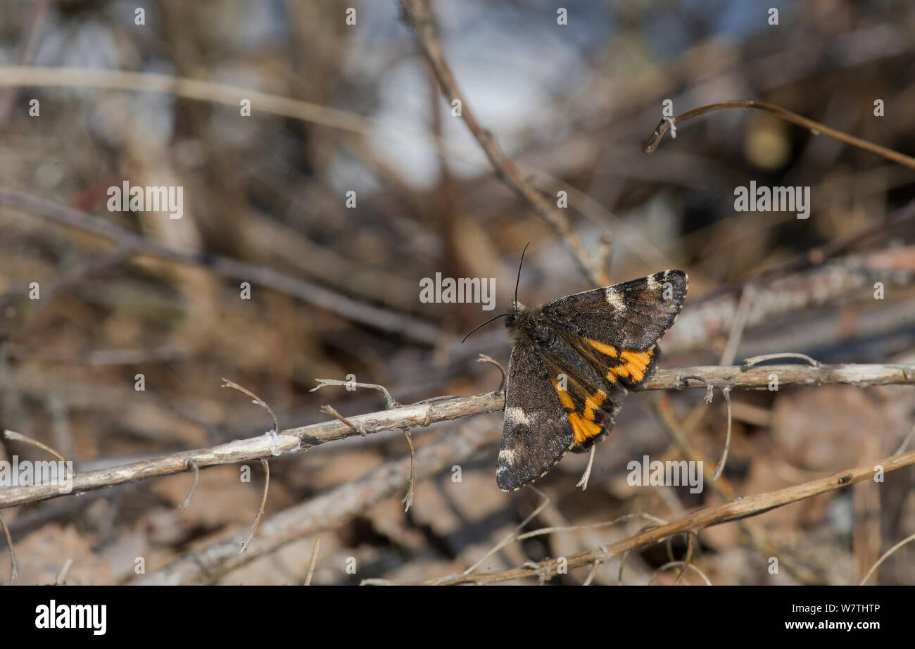 Orange Underwing moth (Archiearis parthenias) on dead twig, central Finland, April. Stock Photo