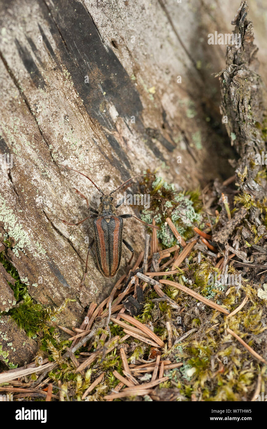 Lepturine beetle (Oxymirus cursor) female, Finland, June. Stock Photo