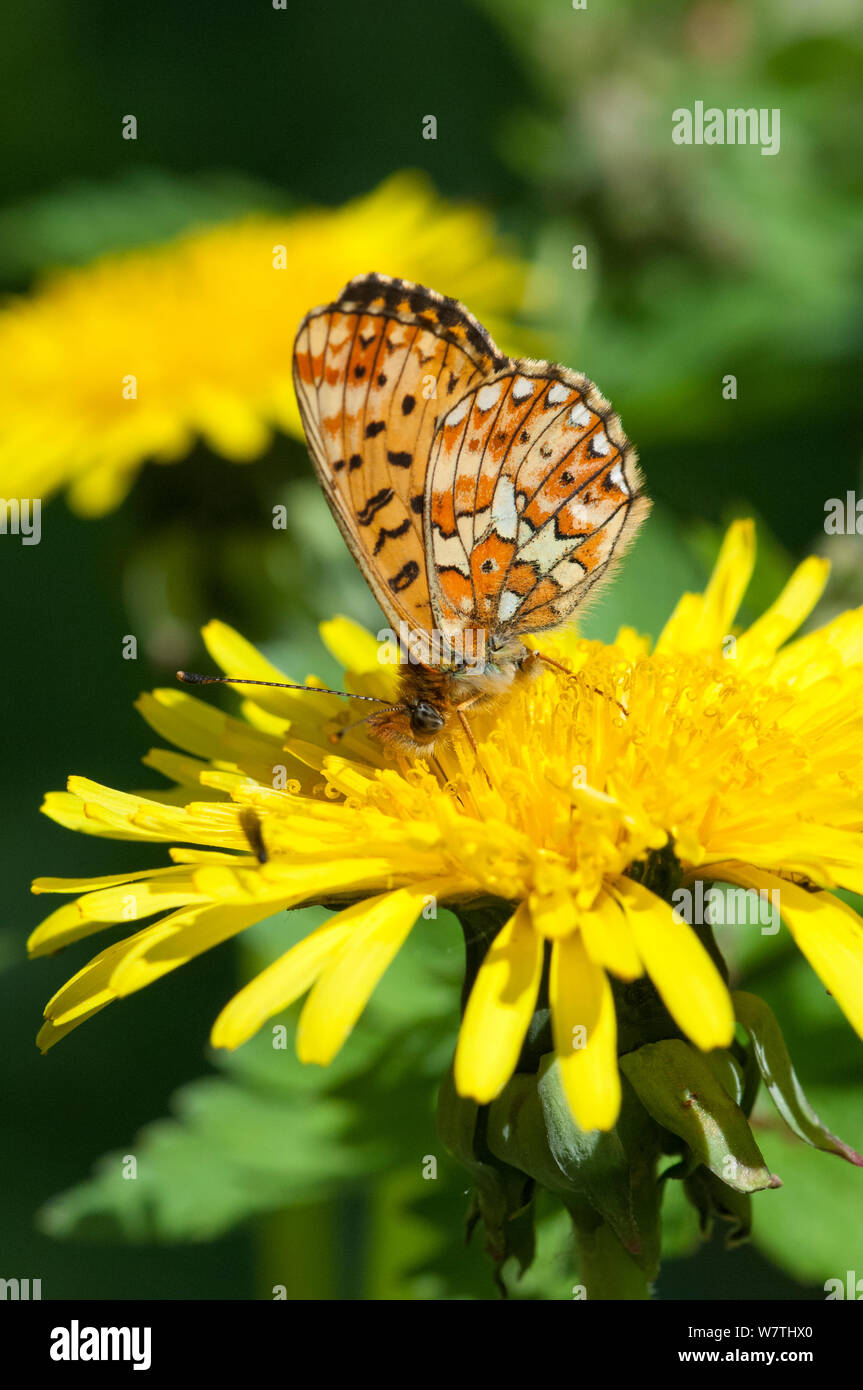 Pearl Bordered Fritillary (Clossiana euphrosyne) eating on a flower, central Finland, June. Stock Photo