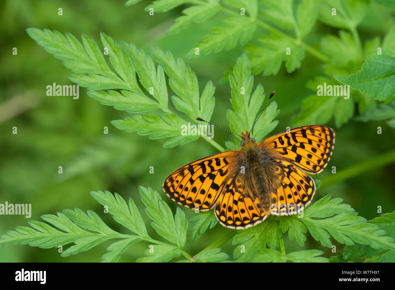 Pearl Bordered Fritillary butterfly (Clossiana euphrosyne) male, central Finland, May. Stock Photo