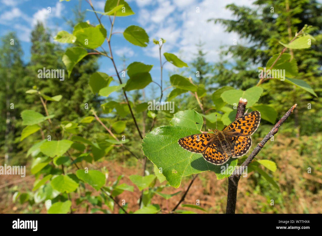 Pearl-bordered Fritillary butterfly (Boloria euphrosyne) female sunbathing in habitat, central Finland, June. Stock Photo