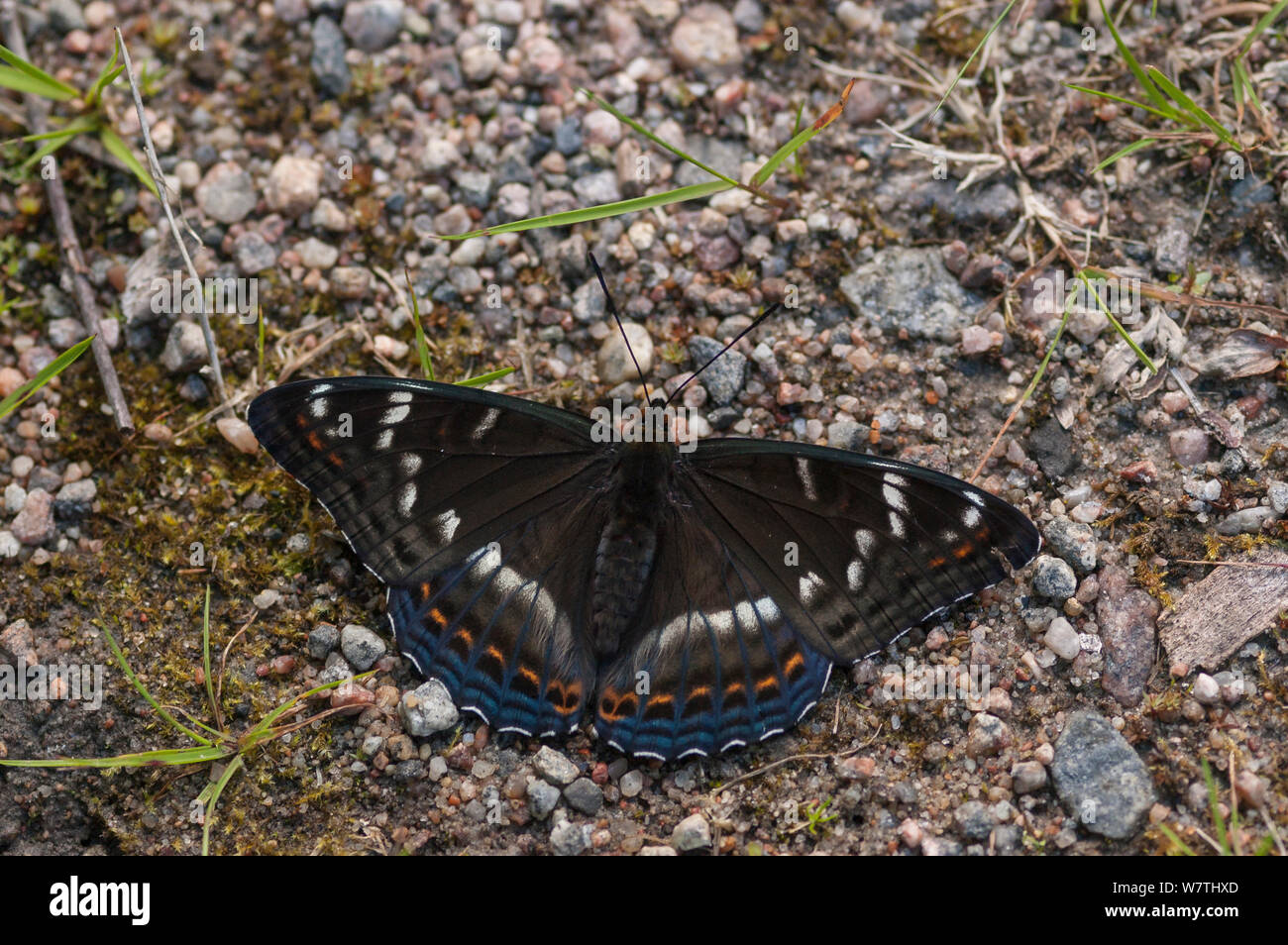 Poplar Admiral butterfly (Limenitis populi) male puddling on road, central Finland, June Stock Photo