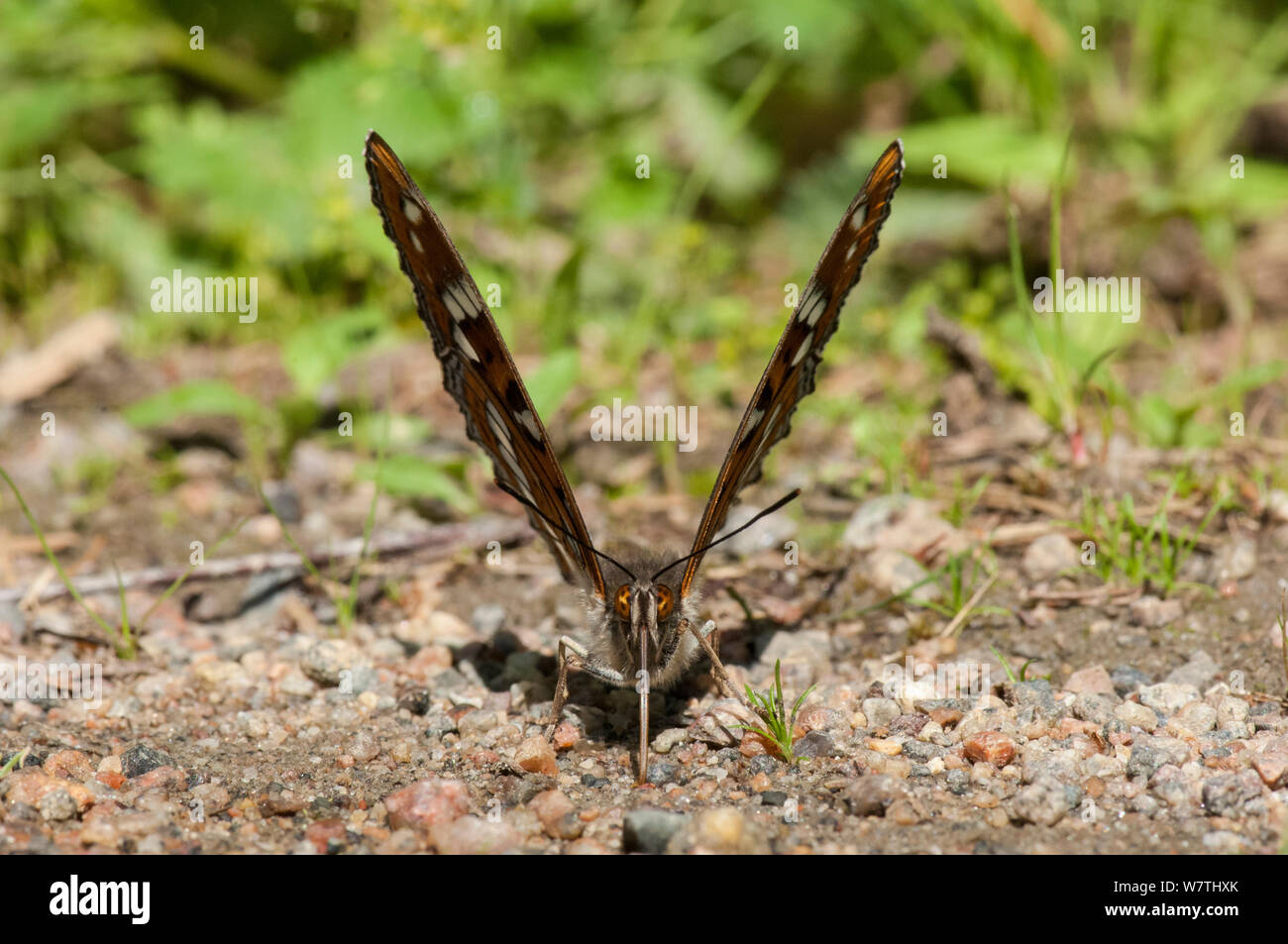 Poplar Admiral butterfly (Limenitis populi) male puddling on road, central Finland, June. Stock Photo