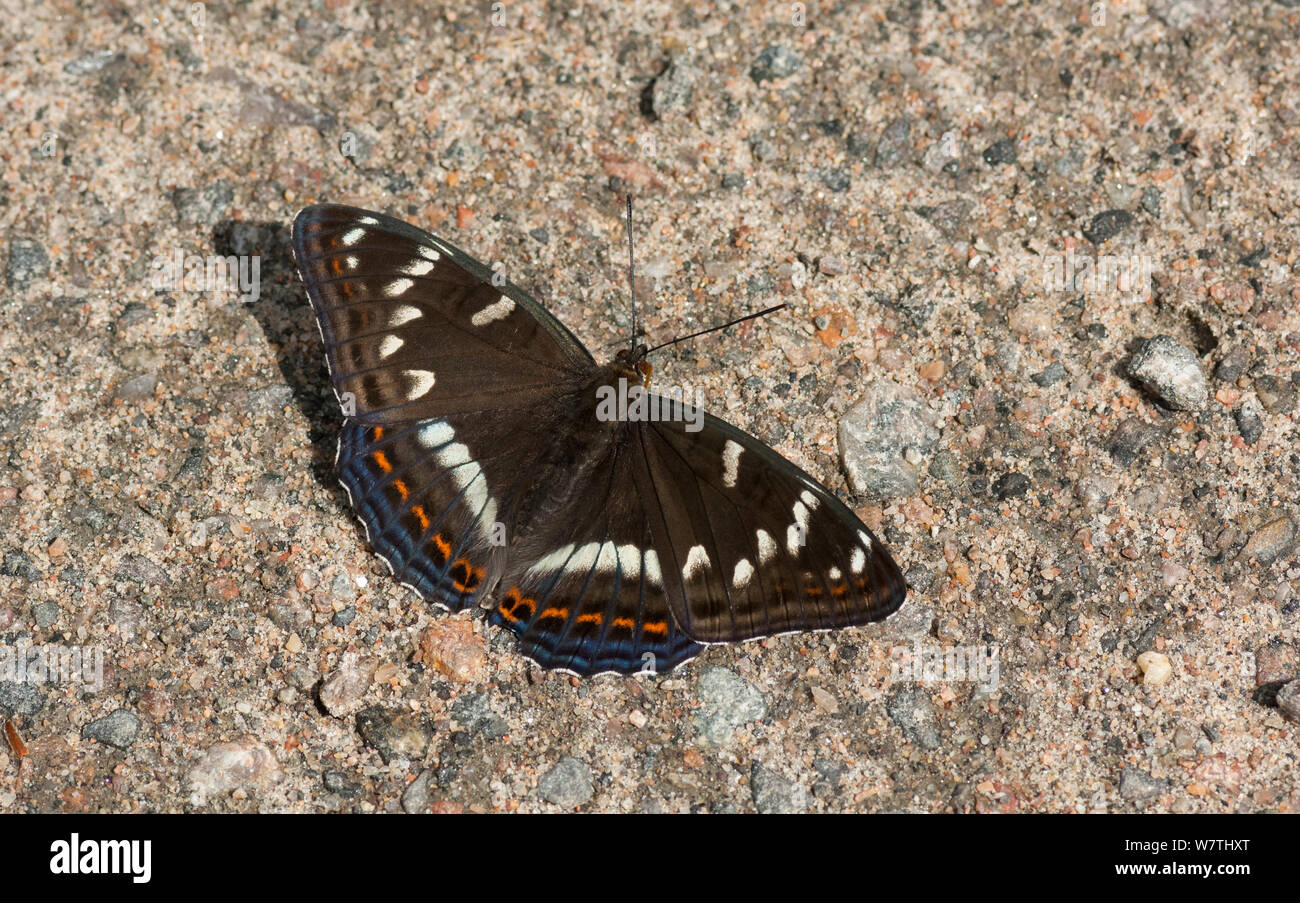 Poplar Admiral butterfly (Limenitis populi) male puddling on road, central Finland, June. Stock Photo