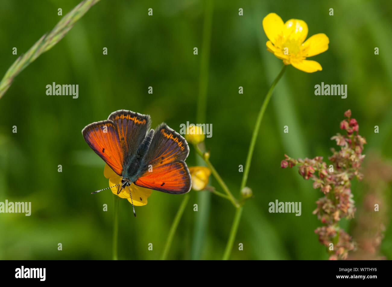 Purple-edged Copper butterfly (Lycaena hippothoe) male feeding on buttercup nectar, South Karelia, southern Finland, June. Stock Photo