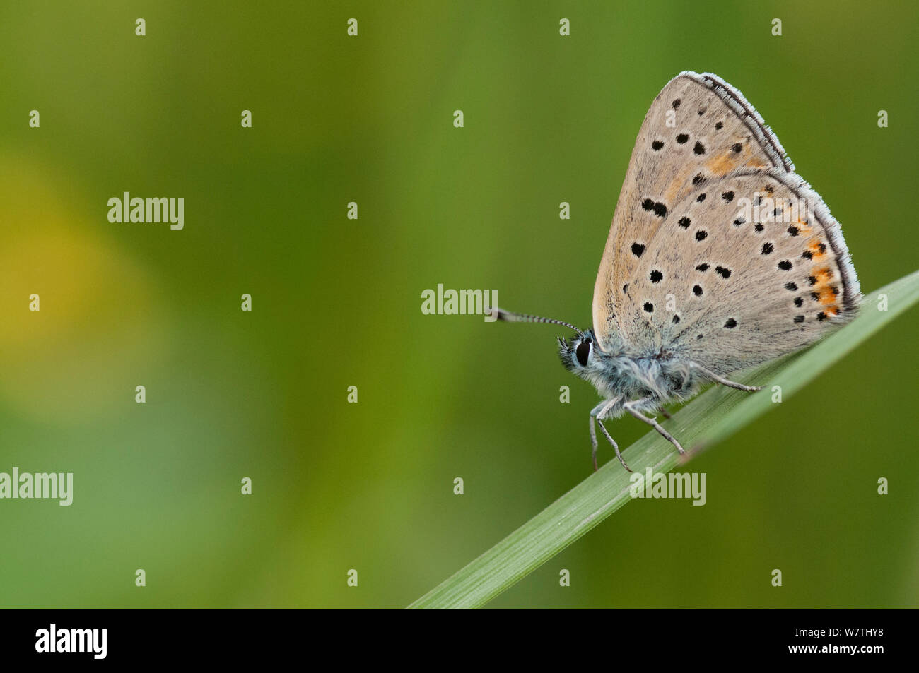 Purple-edged Copper butterfly (Lycaena hippothoe) male on a hay, Pirkanmaa, Finland, June. Stock Photo