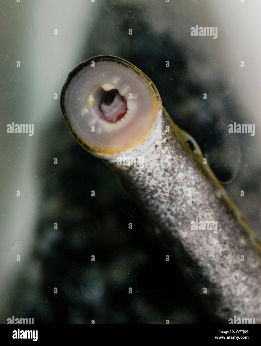 River lamprey (Lampetra fluviatilis) mouth, Joutsa (formerly Leivonmaki) in aquarium,  Finland, May. Stock Photo
