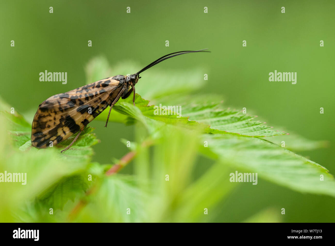 Moth (Semblis atrata) on leaf, central Finland, May. Stock Photo
