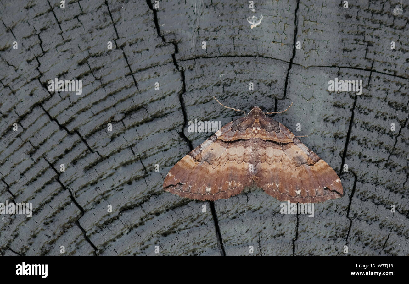 Shoulder Stripe moth (Earophila badiata) male, Aland Islands, Finland, May. Stock Photo