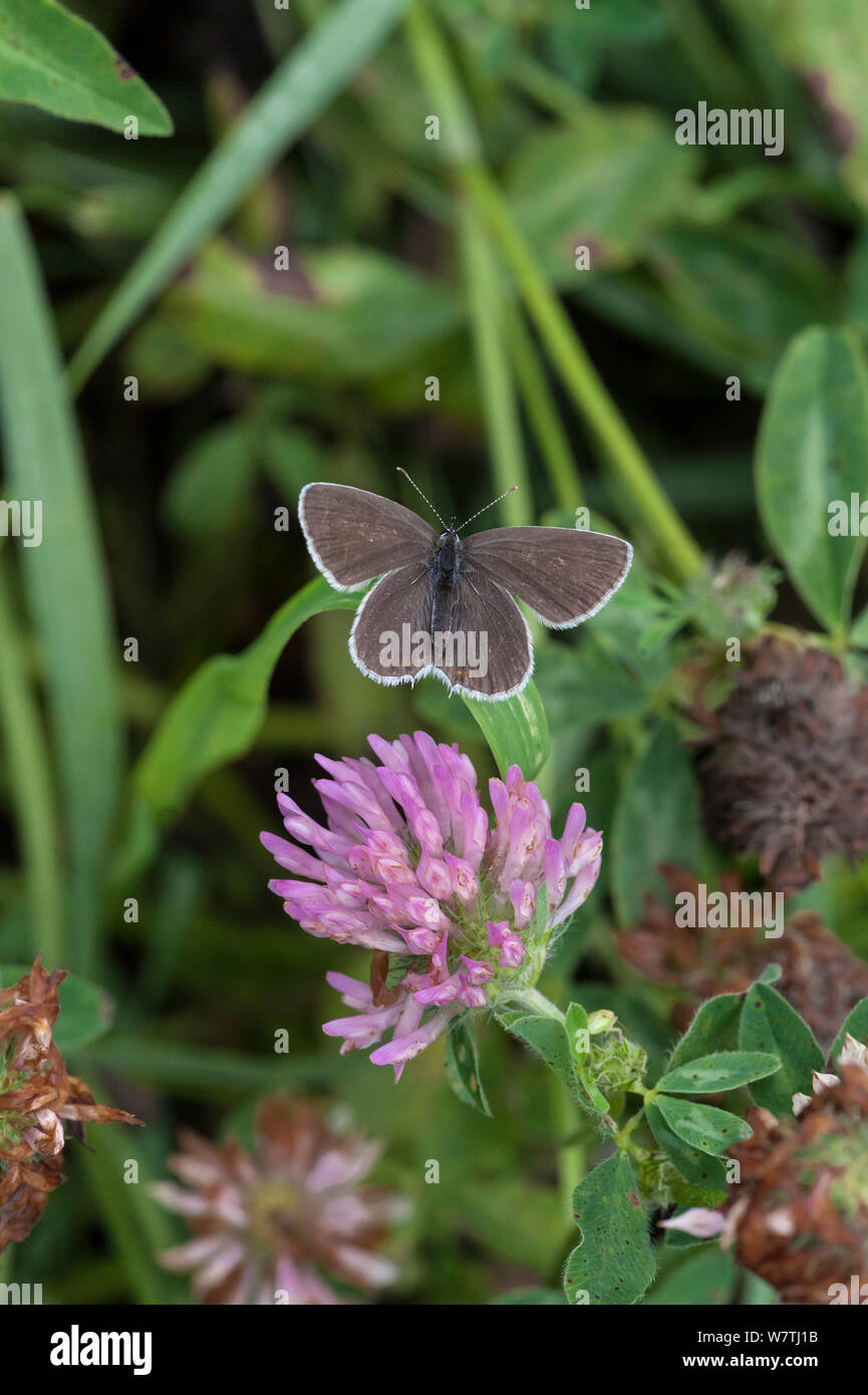 Short-tailed Blue / Tailed Cupid (Cupido argiades) female on clover, South Karelia, southern Finland, July. Stock Photo