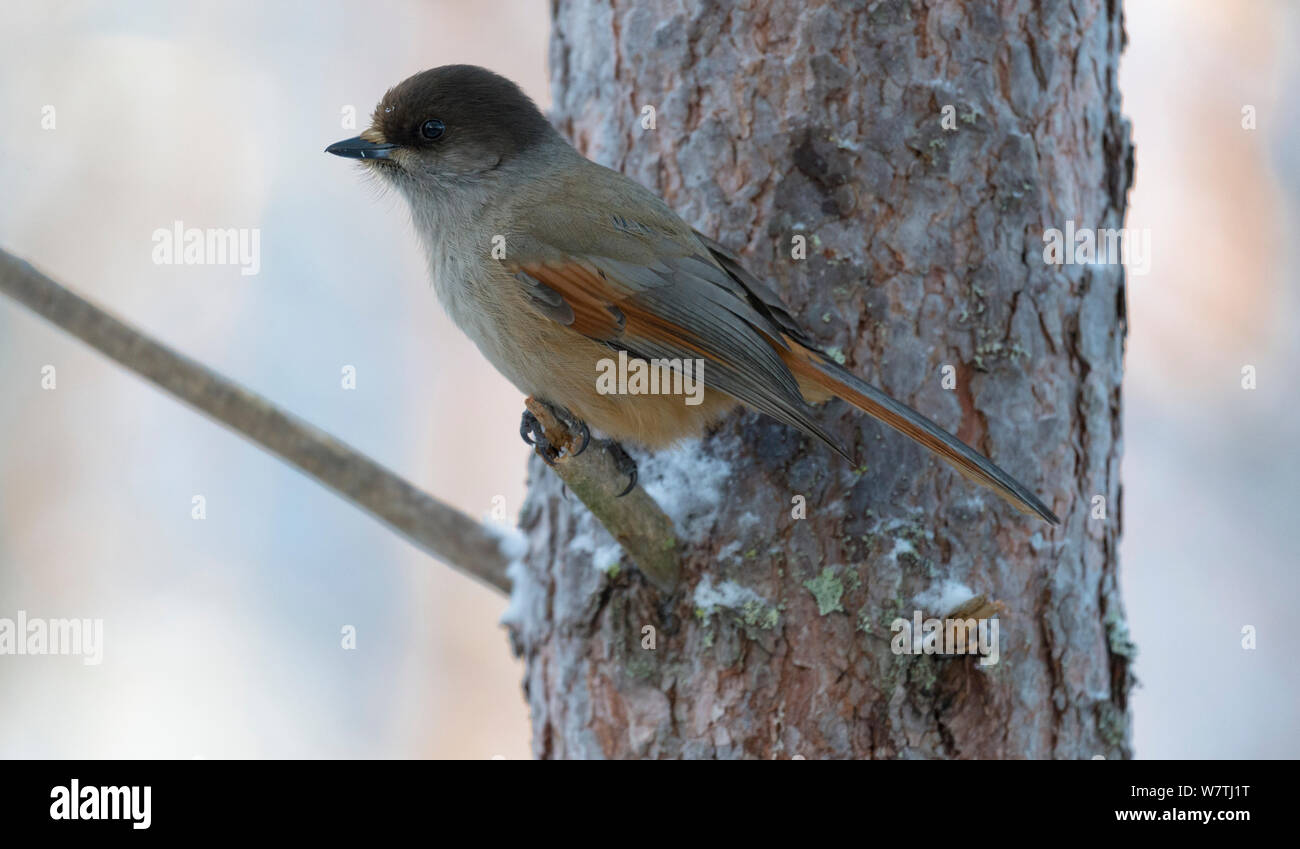 Siberian Jay (Perisoreus infaustus) in winter, central Finland, January. Stock Photo