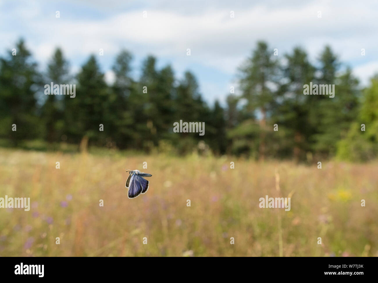 Silver-studded Blue (Plebejus argus) male in flight, central Finland, July. Stock Photo