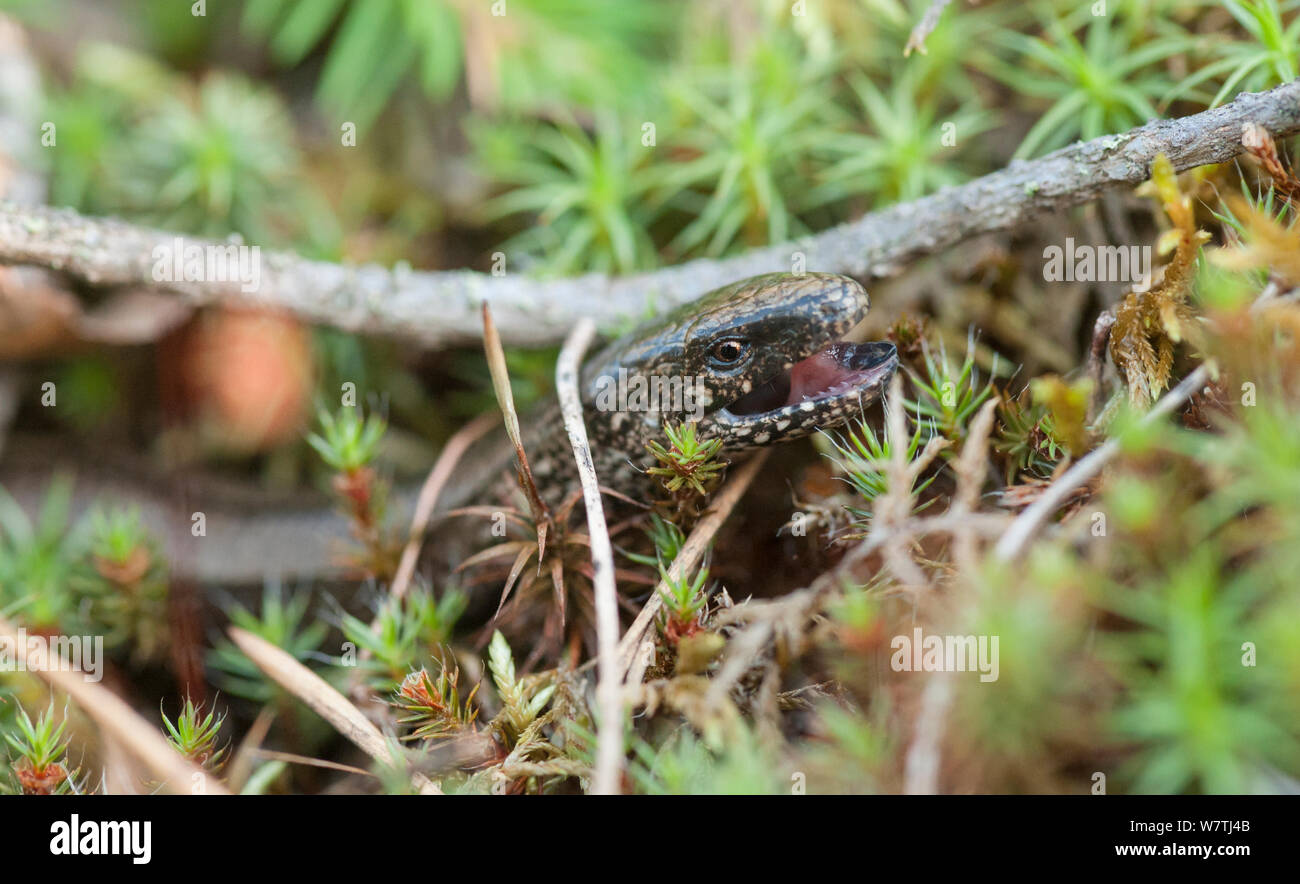 Slow worm (Anguis fragilis) female showing teeth, South Karelia, southern Finland, July. Stock Photo