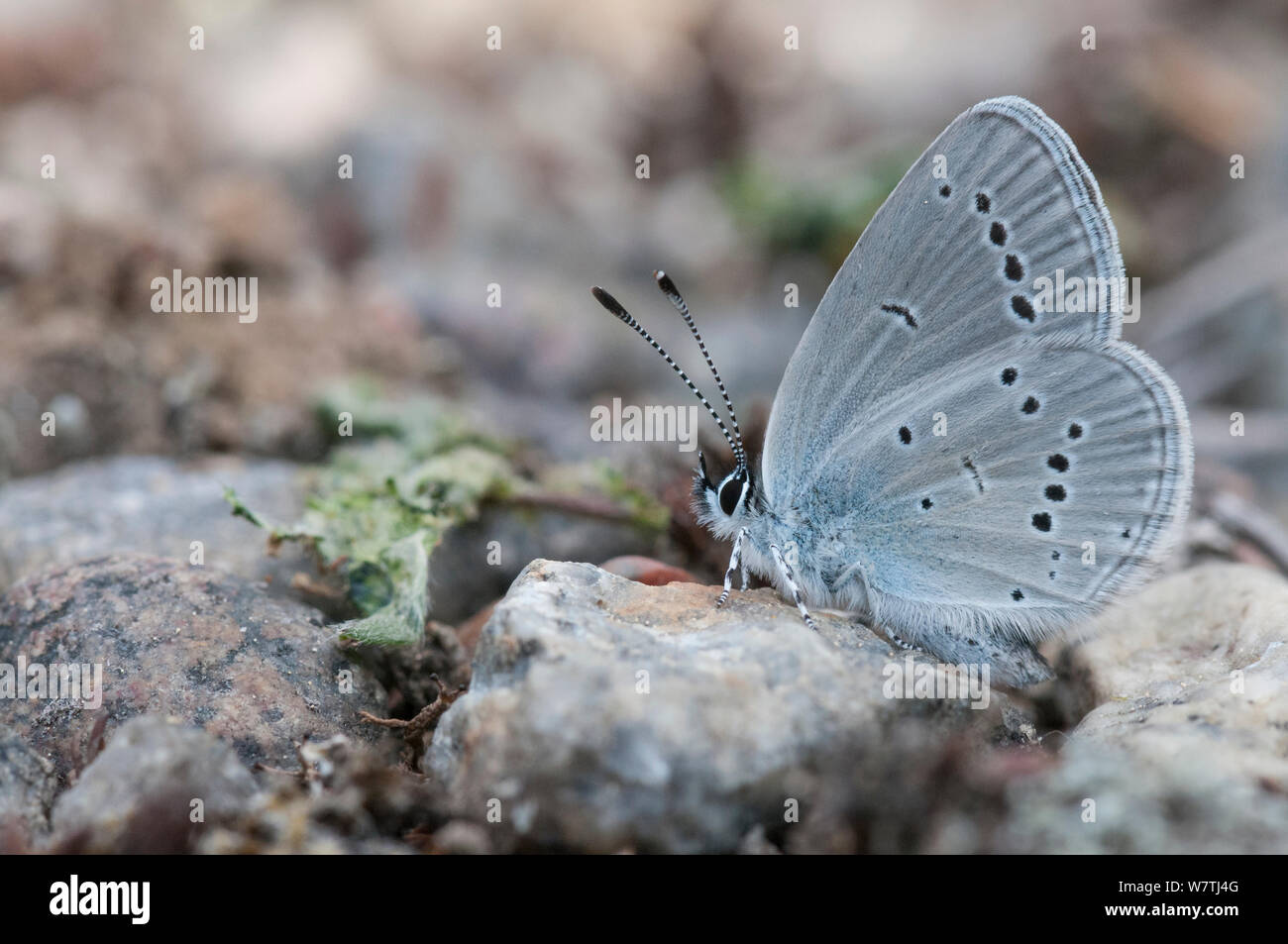 Small Blue butterfly (Cupido minimus) female on rock, Heinola, southern Finland, May. Stock Photo