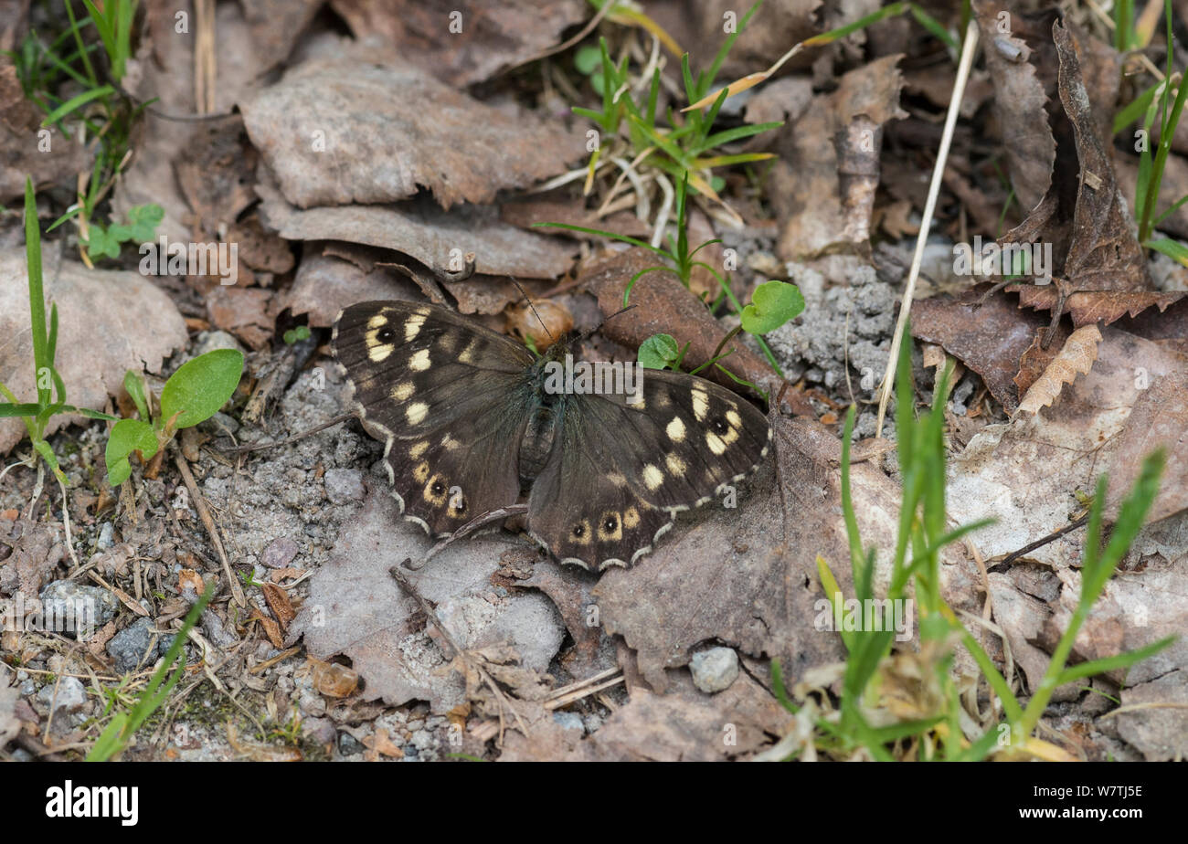 Speckled Wood (Pararge aegeria tircis) female, Finland, May. Stock Photo