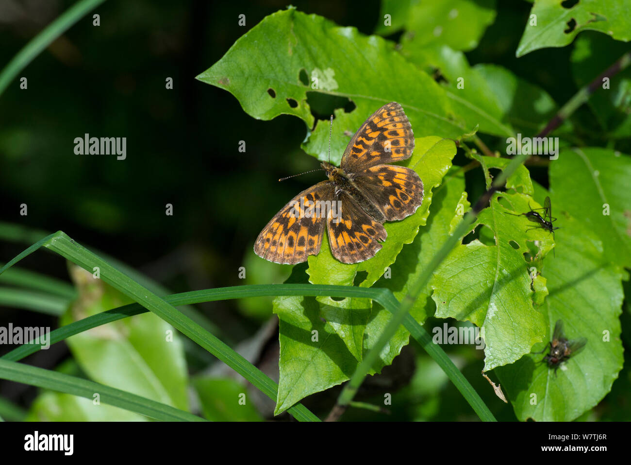 Thor's Fritillary (Boloria thore thore) Kitee, North Karelia, eastern Finland,  June. Stock Photo