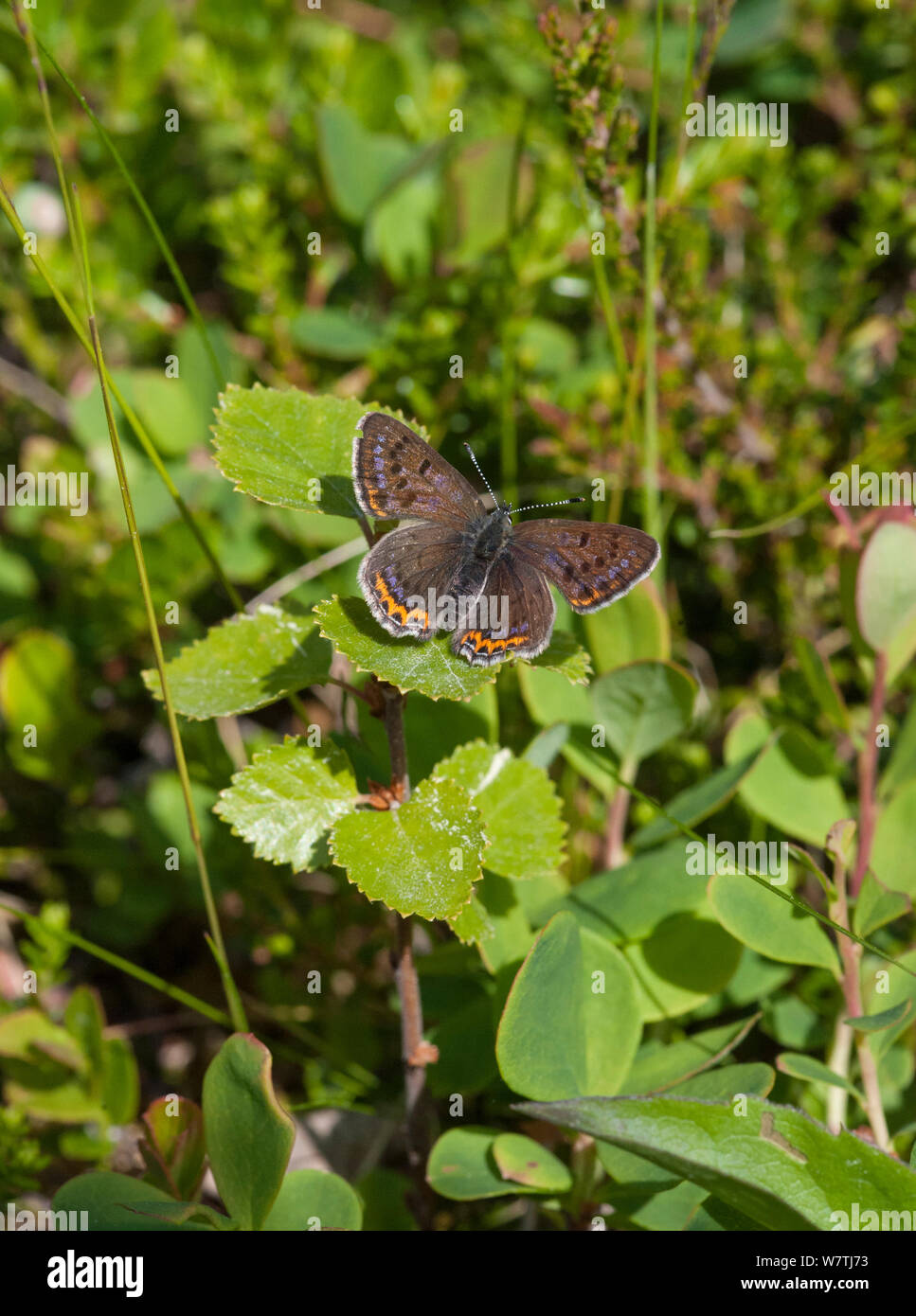 Violet Copper Butterfly Hi res Stock Photography And Images Alamy violet-copper-butterfly-hi-res-stock-photography-and-images-alamy