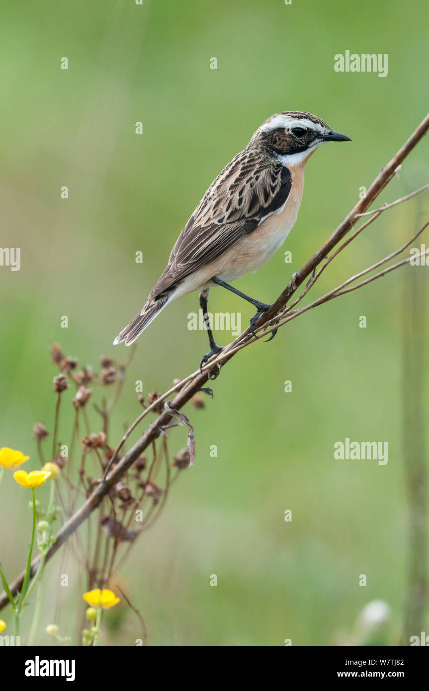Whinchat (Saxicola rubetra) male perched, South Karelia, southern Finland, June. Stock Photo