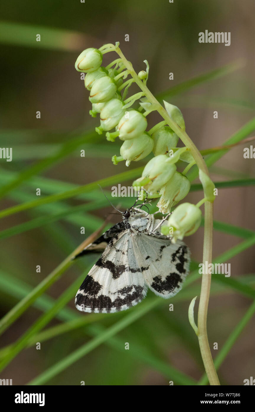 White-banded Carpet (Spargania luctuata) moth on Orthilia (Orthilia secunda) flower, Kanta-Hame, southern Finland, July. Stock Photo