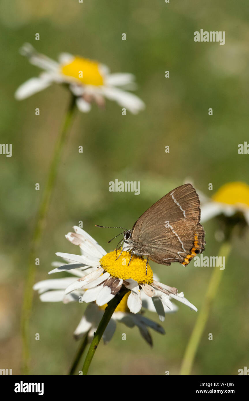 White-letter Hairstreak butterfly (Satyrium w-album) with ragged wings, feeding,  southwest Finland, July. Stock Photo