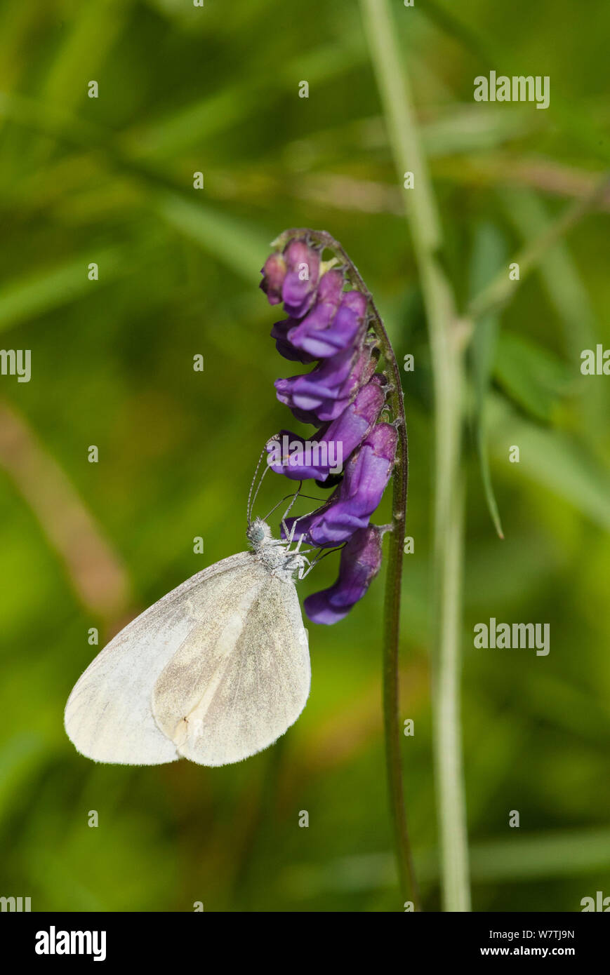 Wood white butterfly (Leptidea sinapis) female feeding on flower, South Karelia, southern Finland, June. Stock Photo