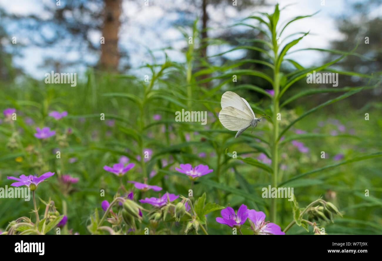 Wood white butterfly (Leptidea sinapis) flying in habitat, central Finland, June. Stock Photo