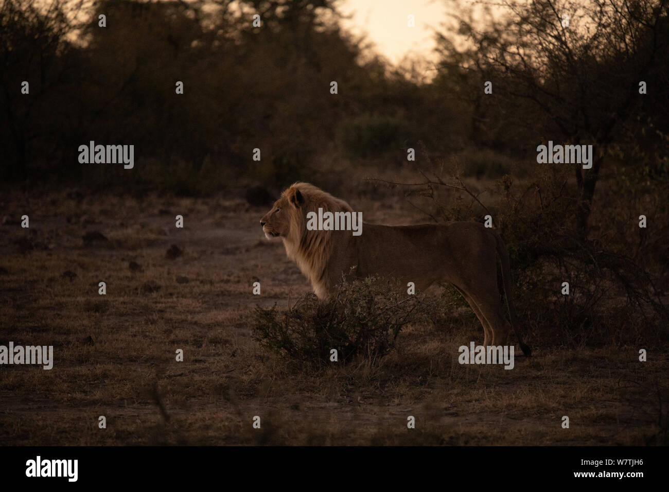 Male south african lion hi-res stock photography and images - Alamy