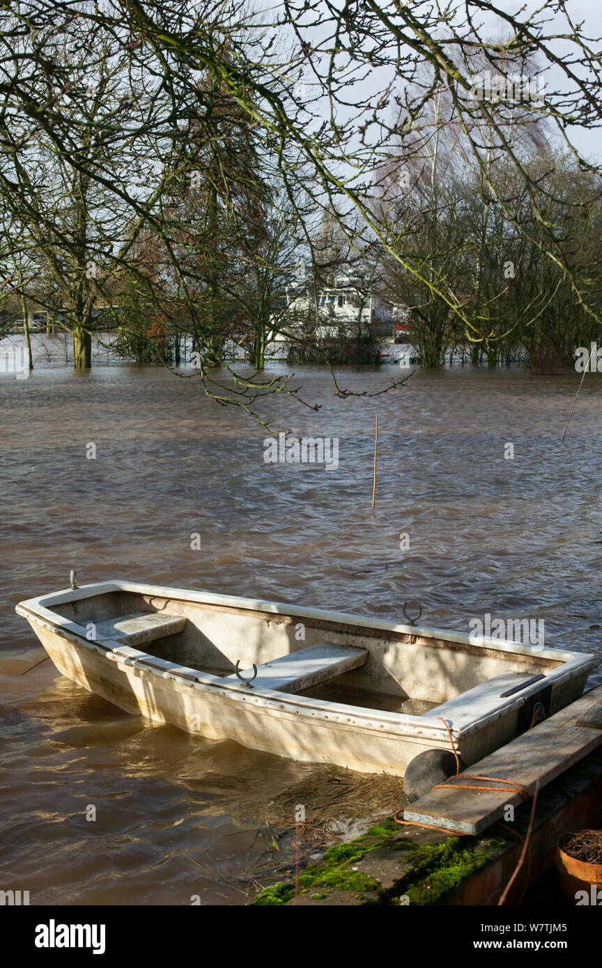 Boat in flood tethered to apple tree in garden submerged by February 2014 flooding, Upton upon Severn, Worcestershire, England, UK, 8th February 2014. Stock Photo