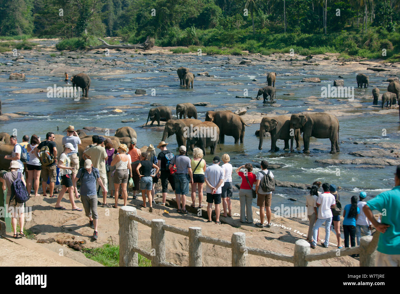 Tourists watching Sri lankan elephants (Elephas maximus maximus) from Pinnawala Elephant Orphanage bathing  in the Maha Oya river, part of a scheme run by the Sri Lankan Department of Wildlife, Sri Lanka. Stock Photo