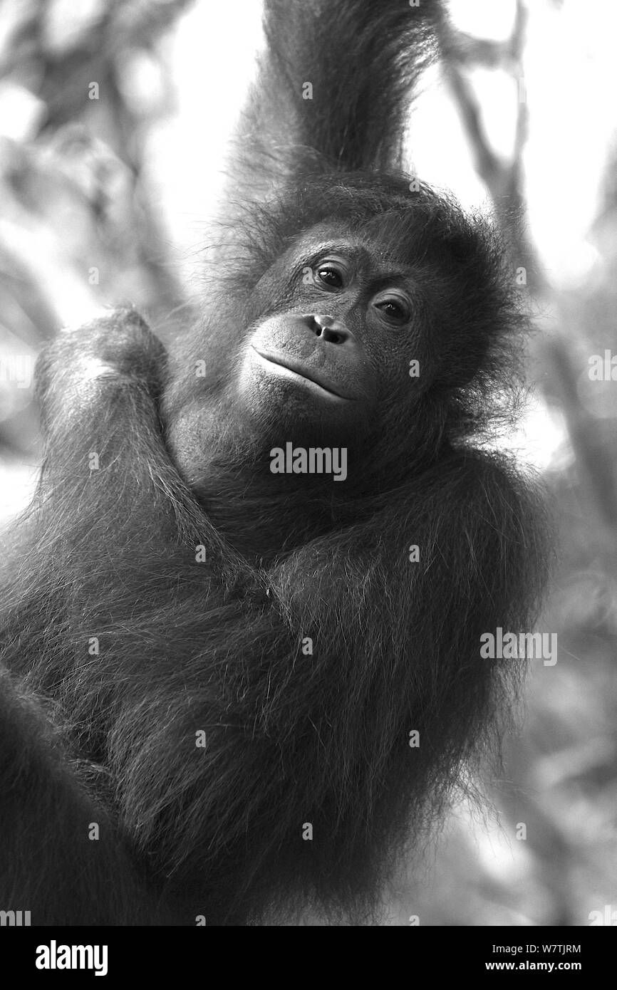 Orangutan in Borneo Stock Photo