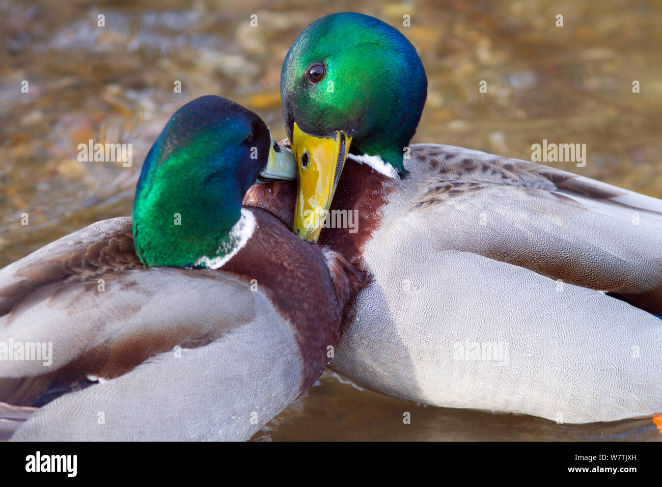 Porno qiz dosti menga massaj qildi