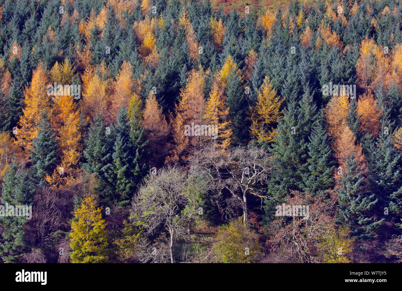 Plantation of evergreen  Norway spruce (Picea abies) and deciduous  Larch (Larix decidua) trees, North Yorshire, England, UK, November. Stock Photo