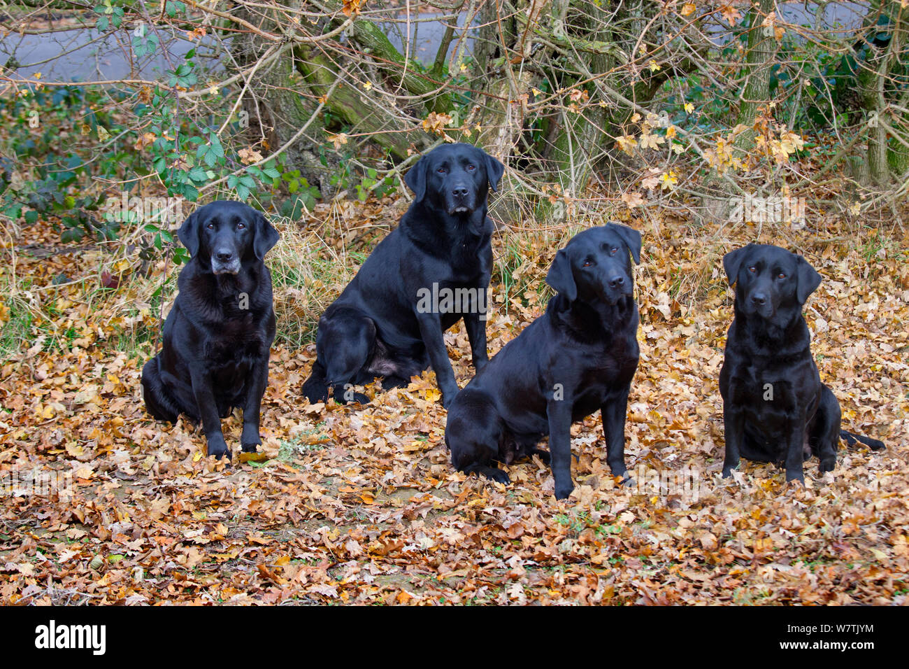 Four Labrador Retrievers waiting at a pheasant shoot, Norfolk, England, UK, December. Stock Photo