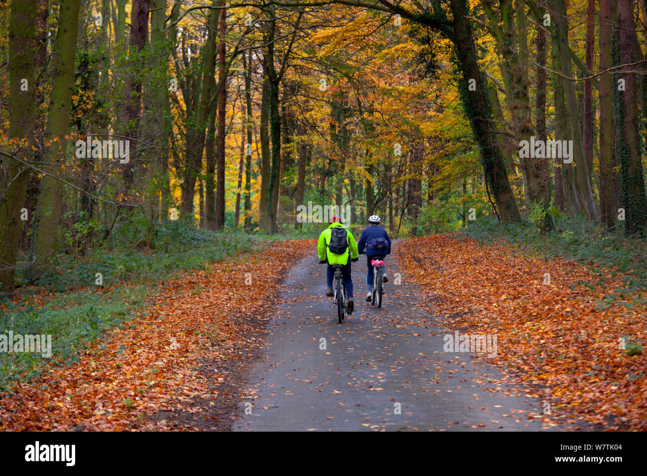 Two people cycling along a lane through autumnal woodland, Holkham, Norfolk, England, UK, November. Stock Photo