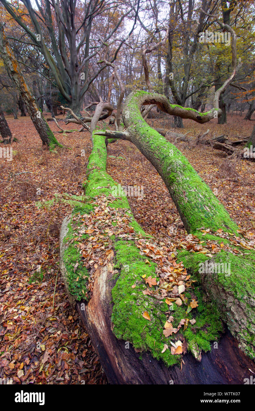 Fallen English oak tree (Quercus robur), with Common beech trees (Fagus sylvatica) in the background, Epping Forest, Essex, England, UK, December. Stock Photo