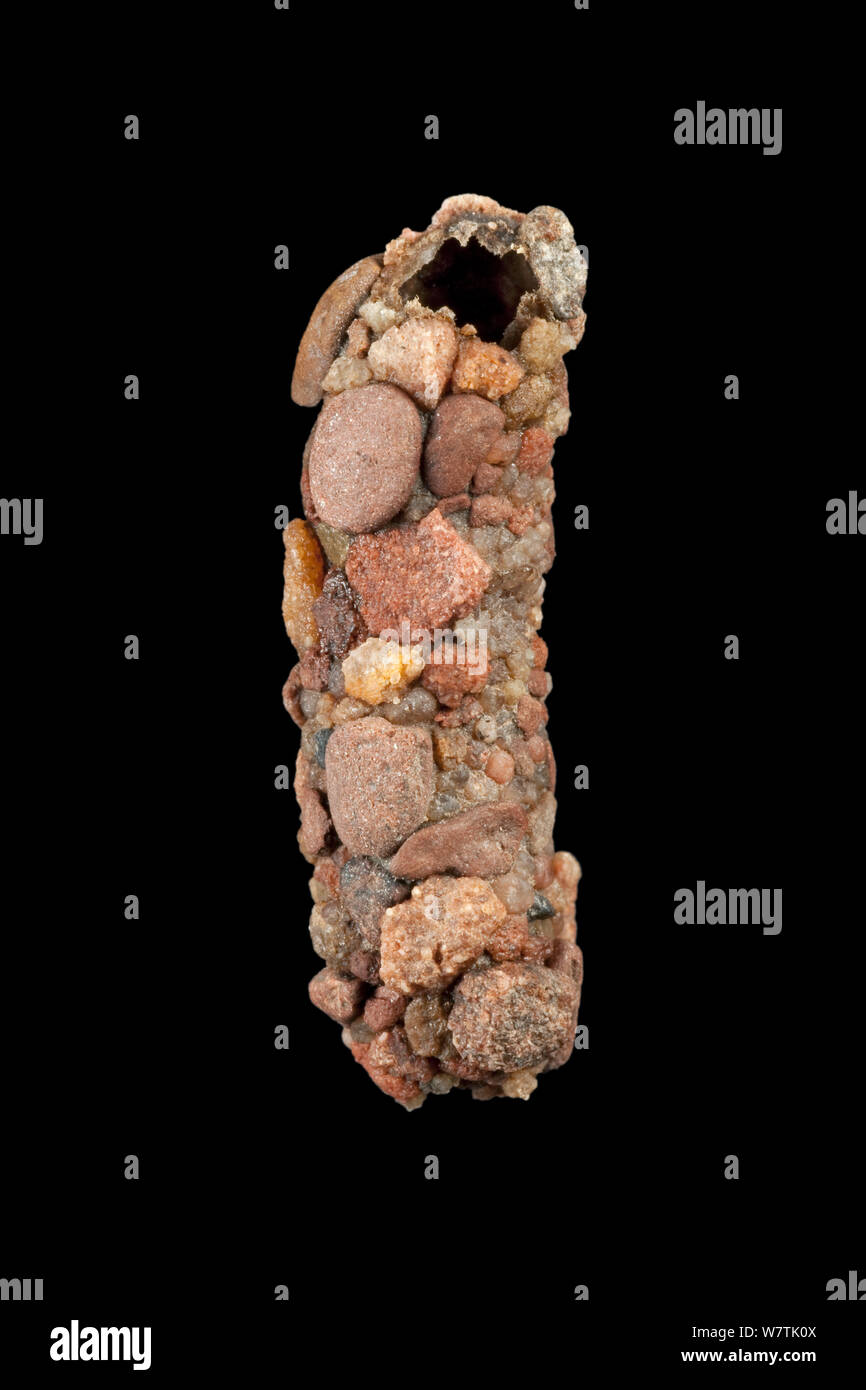 Caddisfly (Potamophylax sp) case built out of rock fragments, Germany. Stock Photo