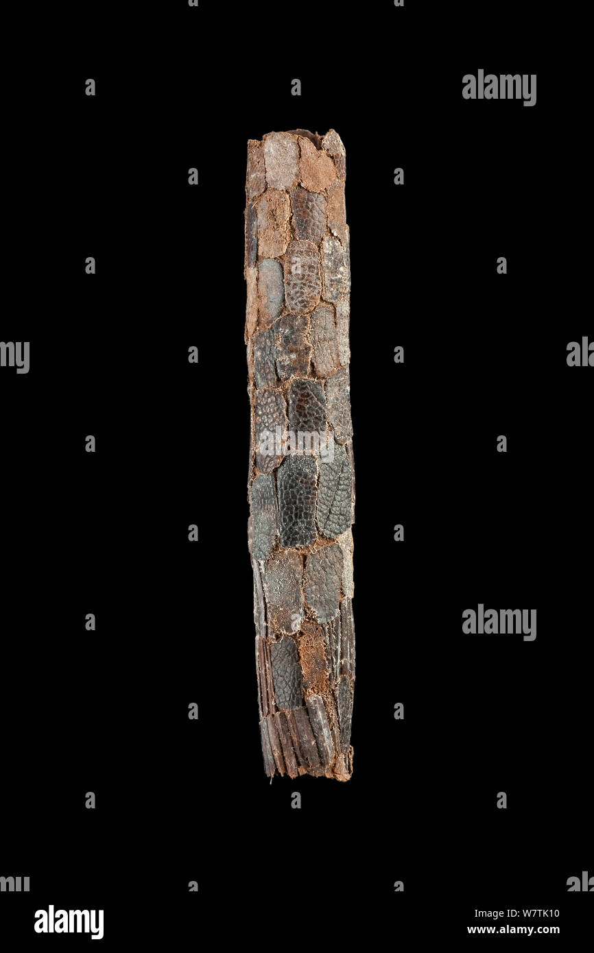 Caddisfly (Phryganea bipunctata) case built out of bark fragments and sticks, Germany, November. Stock Photo