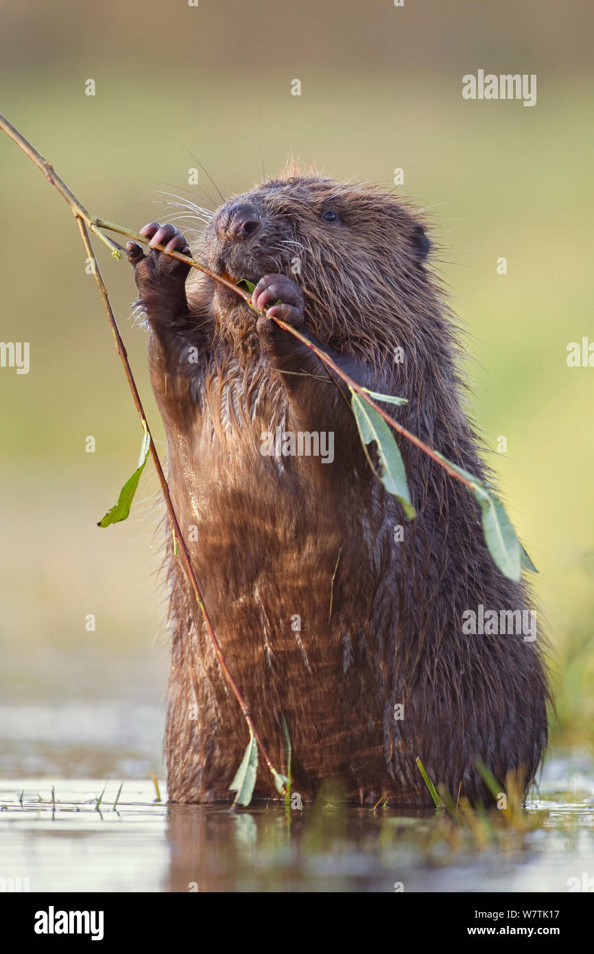 Eurasian beaver (Castor fiber albicus) feeding on willow, Germany, November. Stock Photo