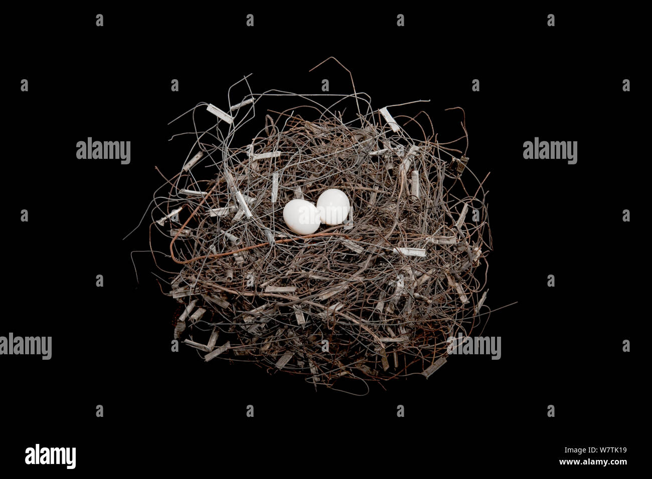 Eurasian Collared-dove (Streptopelia decaocto) nest built from wire collected at a nearby junkyard, in collection at State Museum of Natural History Stuttgart / Staatliches Museum für Naturkunde Stuttgart, Germany. Stock Photo