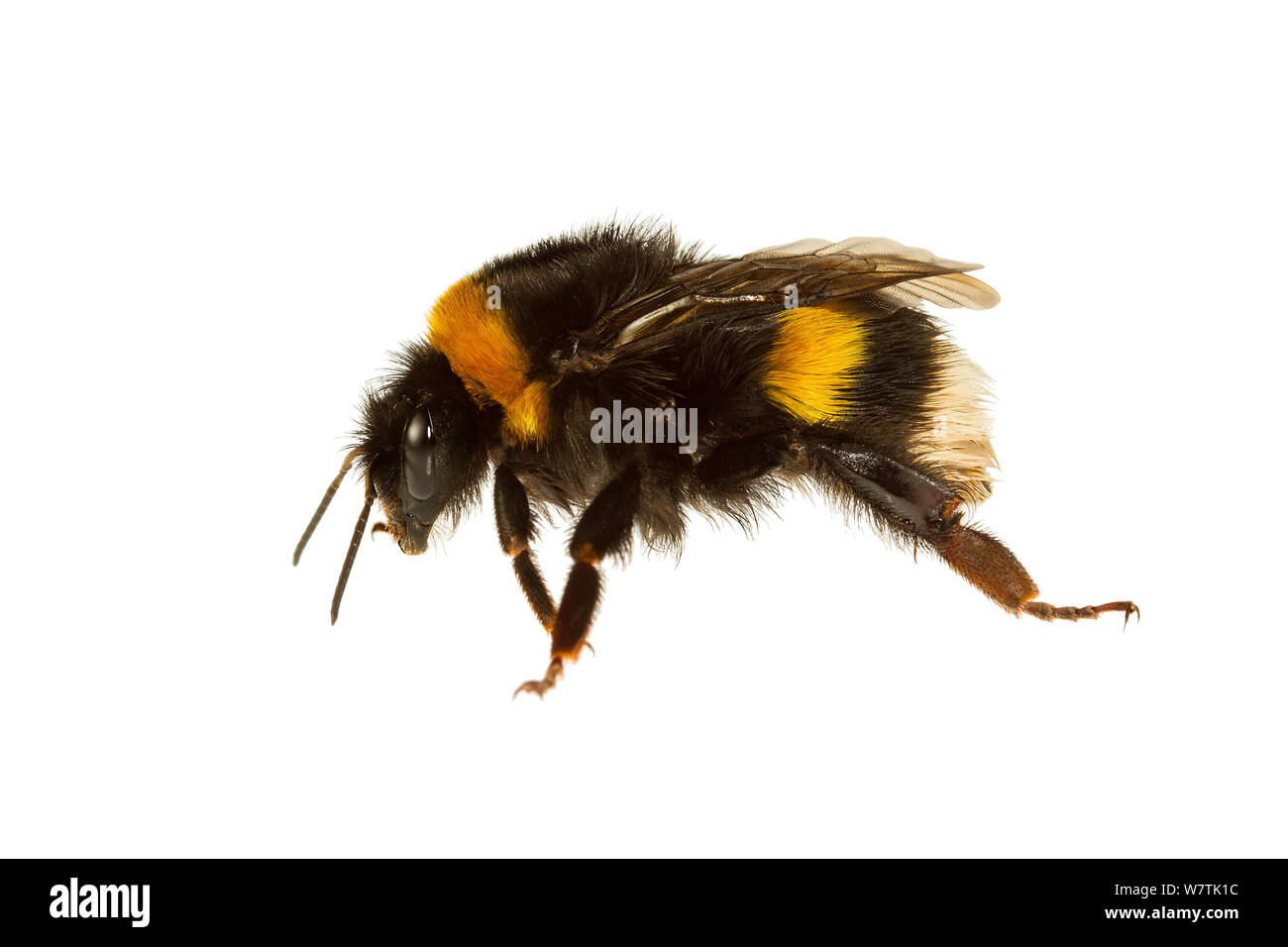 Garden bumblebee (Bombus hortorum) Genova, Liguria, Italy. Meetyourneighbours.net project Stock Photo